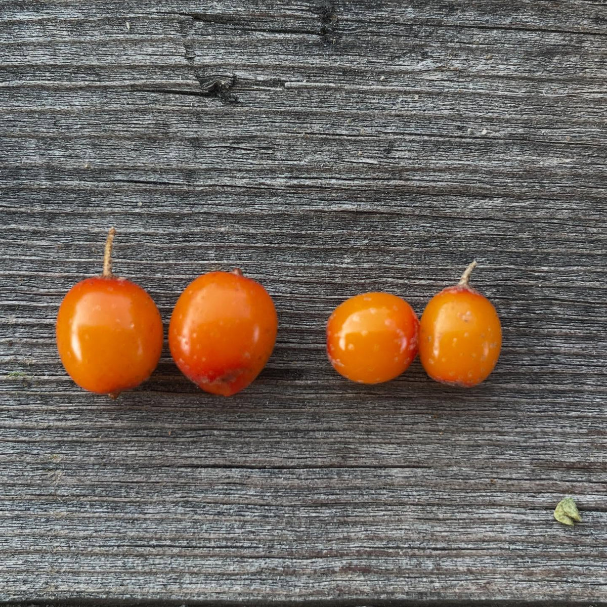 sea buckthorn, collected from two sources, image 1 of 5
