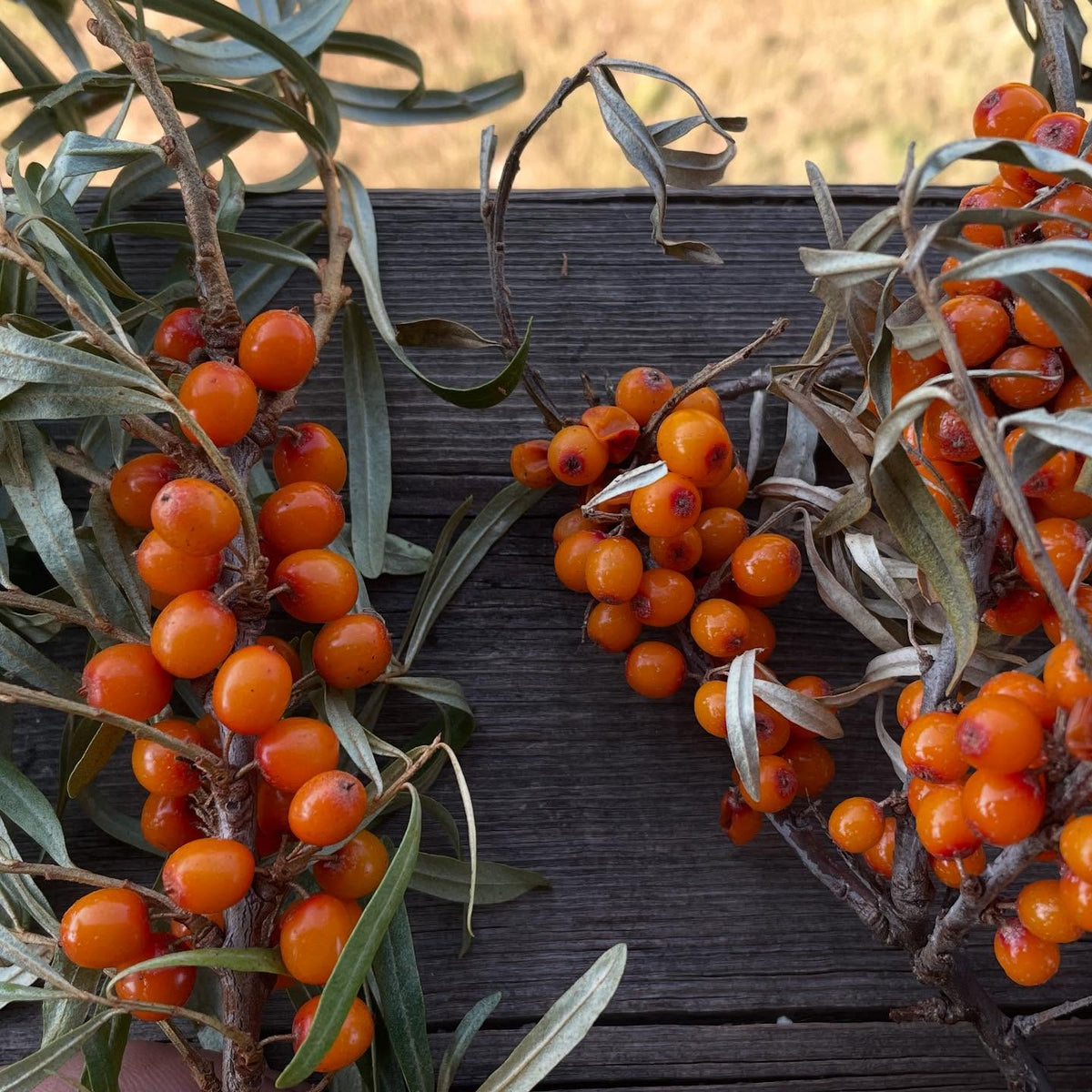 sea buckthorn, collected from two sources, image 2 of 5