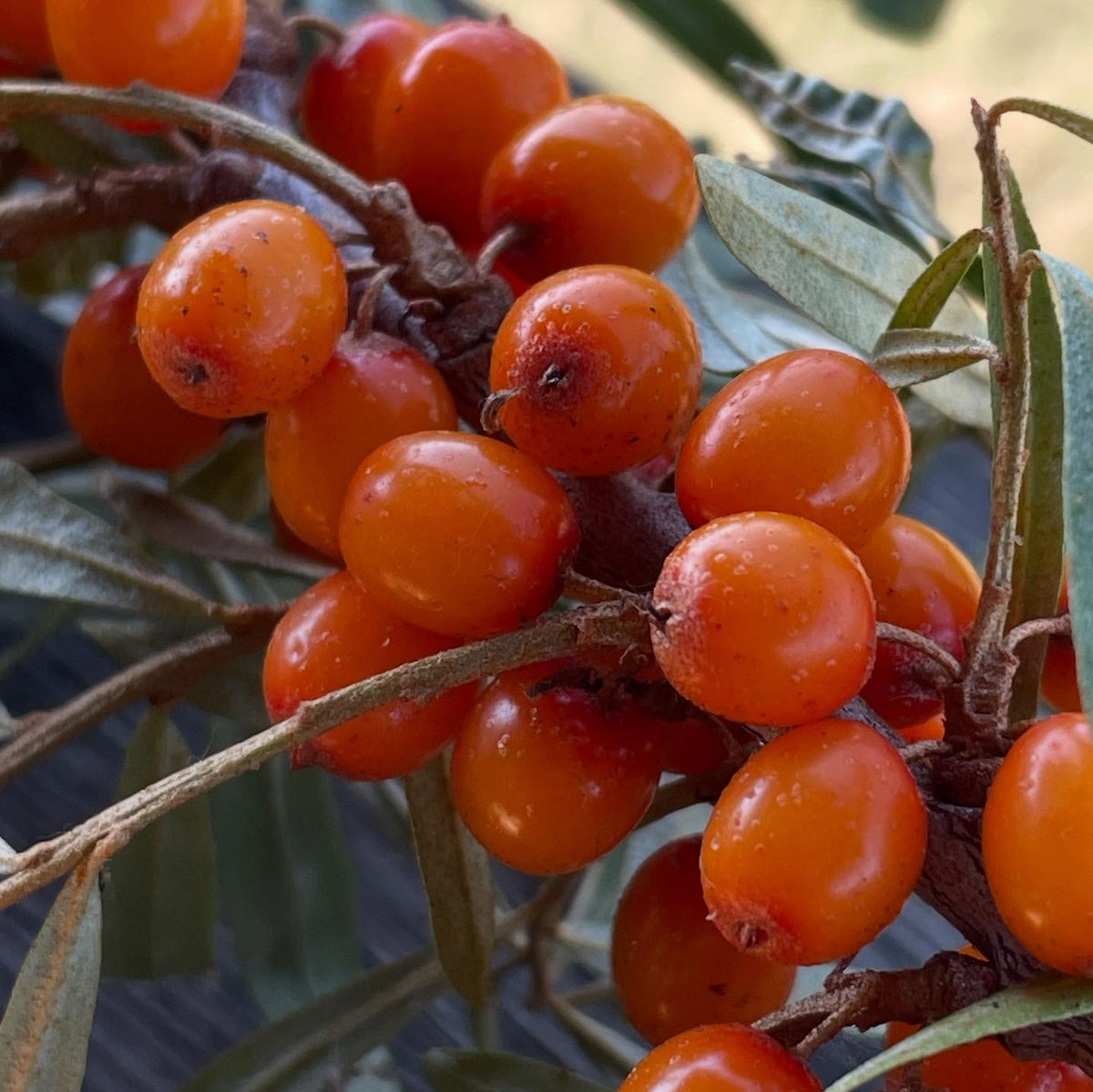 sea buckthorn, collected from two sources, image 3 of 5