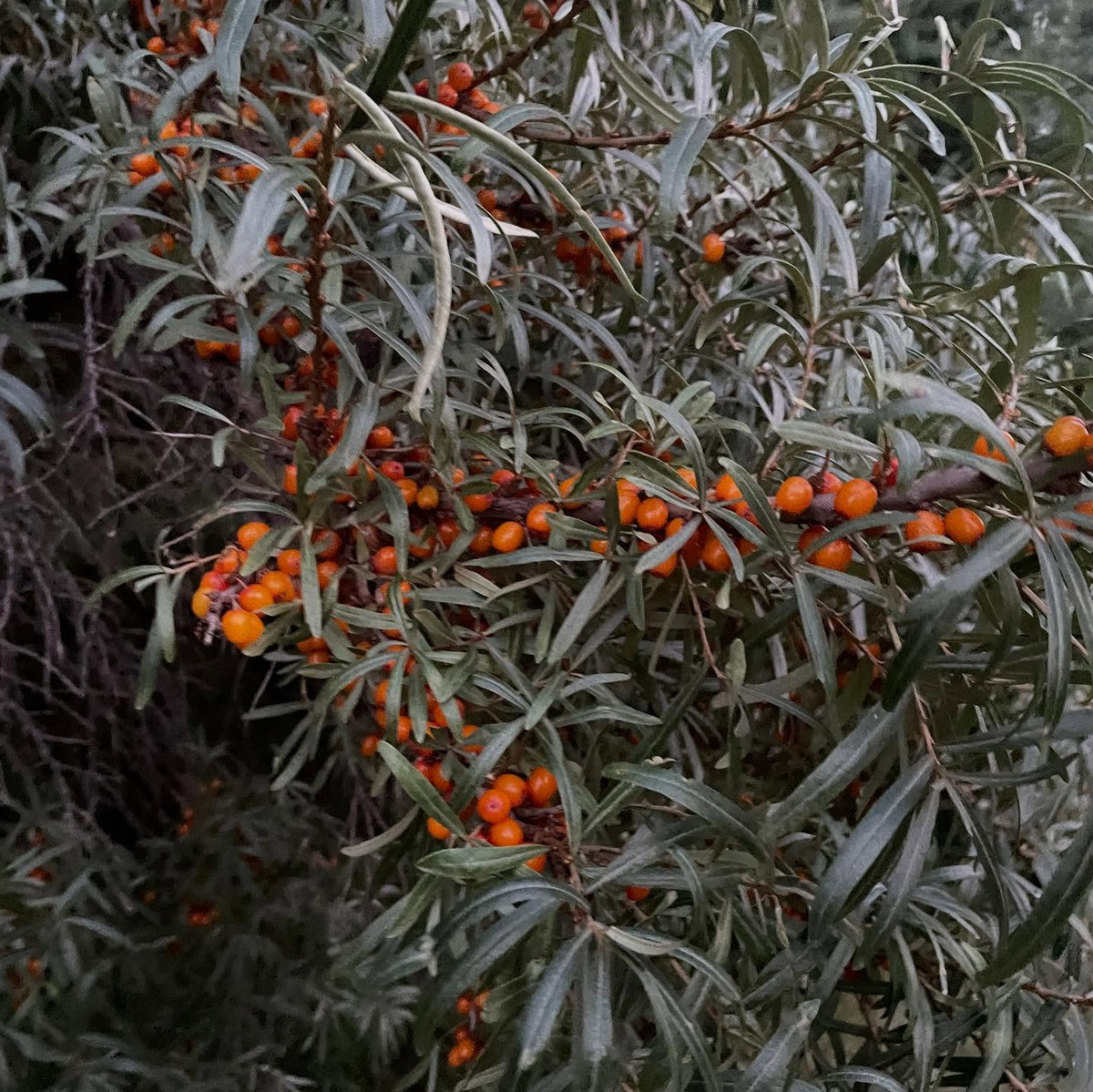 sea buckthorn, collected from two sources, image 4 of 5