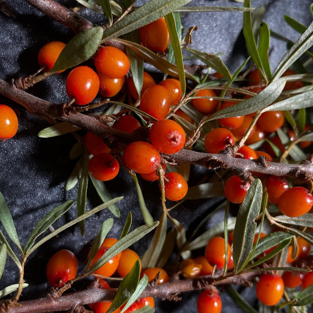 sea buckthorn, collected from two sources, image 5 of 5