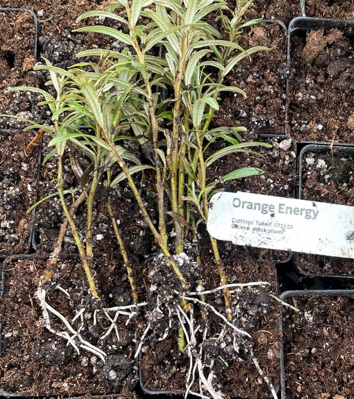 sea buckthorn cultivars root with softwood