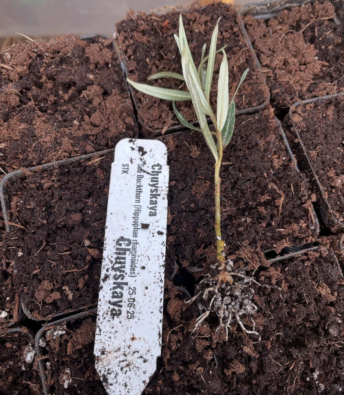 sea buckthorn rooted at three weeks, this is about the stage where they can get potted up, image 1 of 4