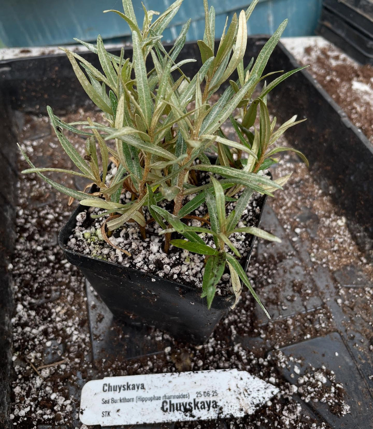 sea buckthorn rooted at three weeks, this is about the stage where they can get potted up, image 2 of 4