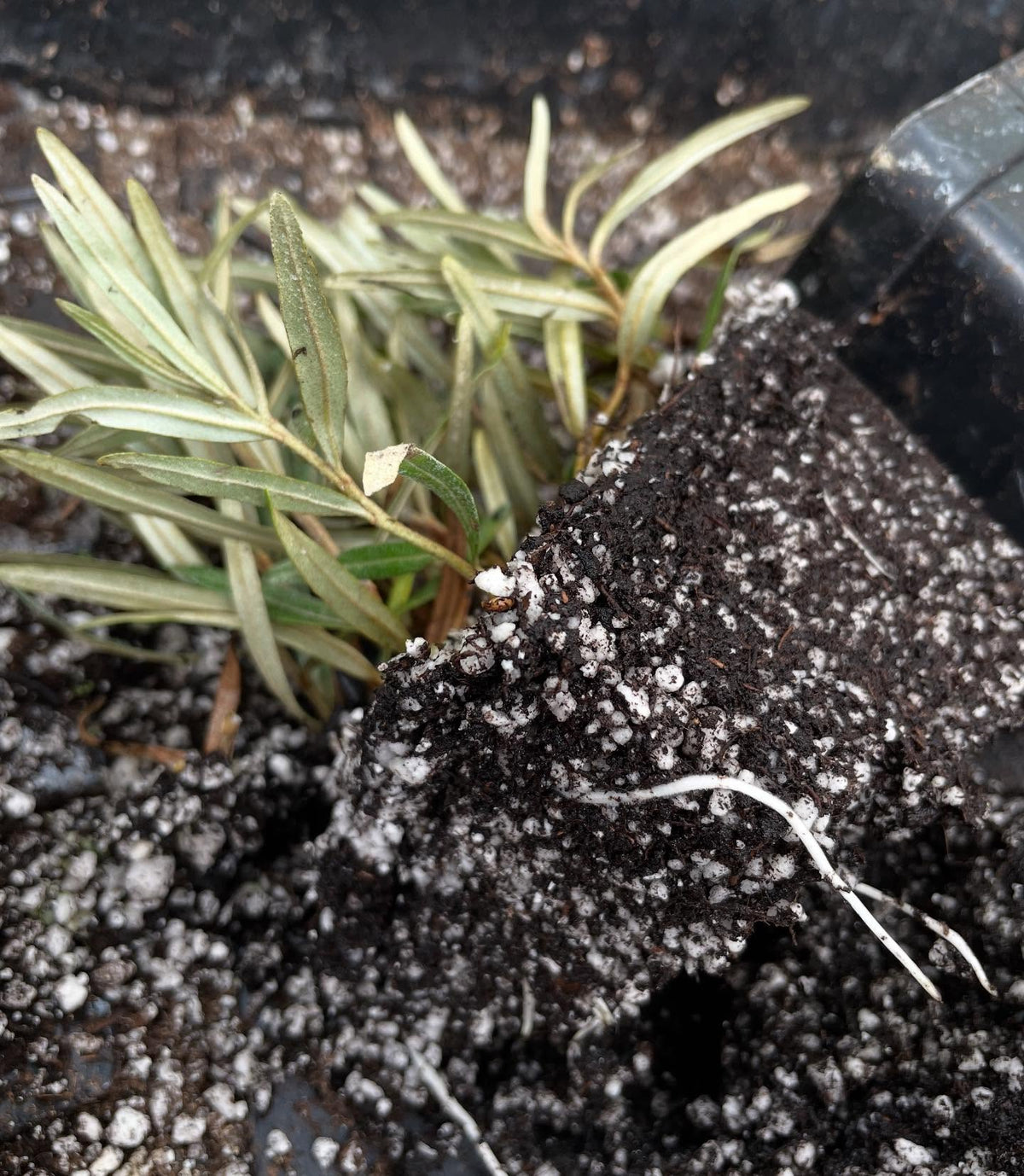 sea buckthorn rooted at three weeks, this is about the stage where they can get potted up, image 3 of 4