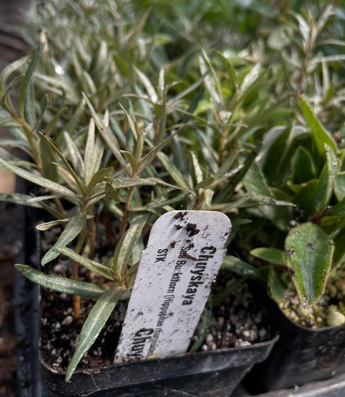 sea buckthorn rooted at three weeks, this is about the stage where they can get potted up, image 4 of 4