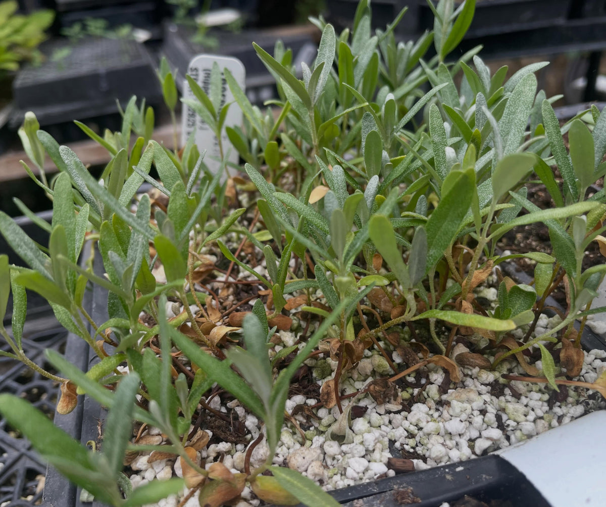 sea buckthorn seedlings, from seed I collected in the fall from a bush that was nearly thornless, image 1 of 2