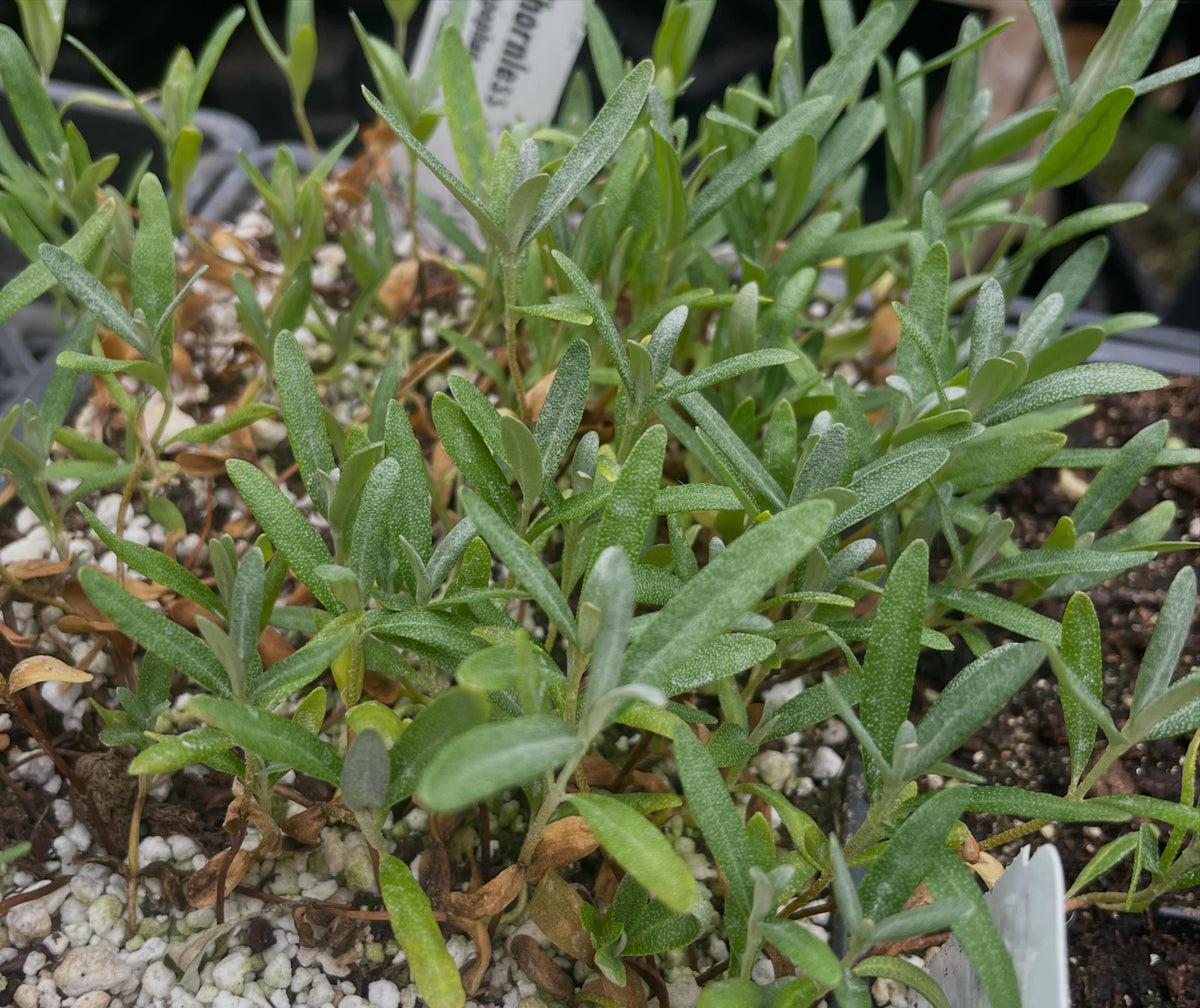 sea buckthorn seedlings, from seed I collected in the fall from a bush that was nearly thornless, image 2 of 2