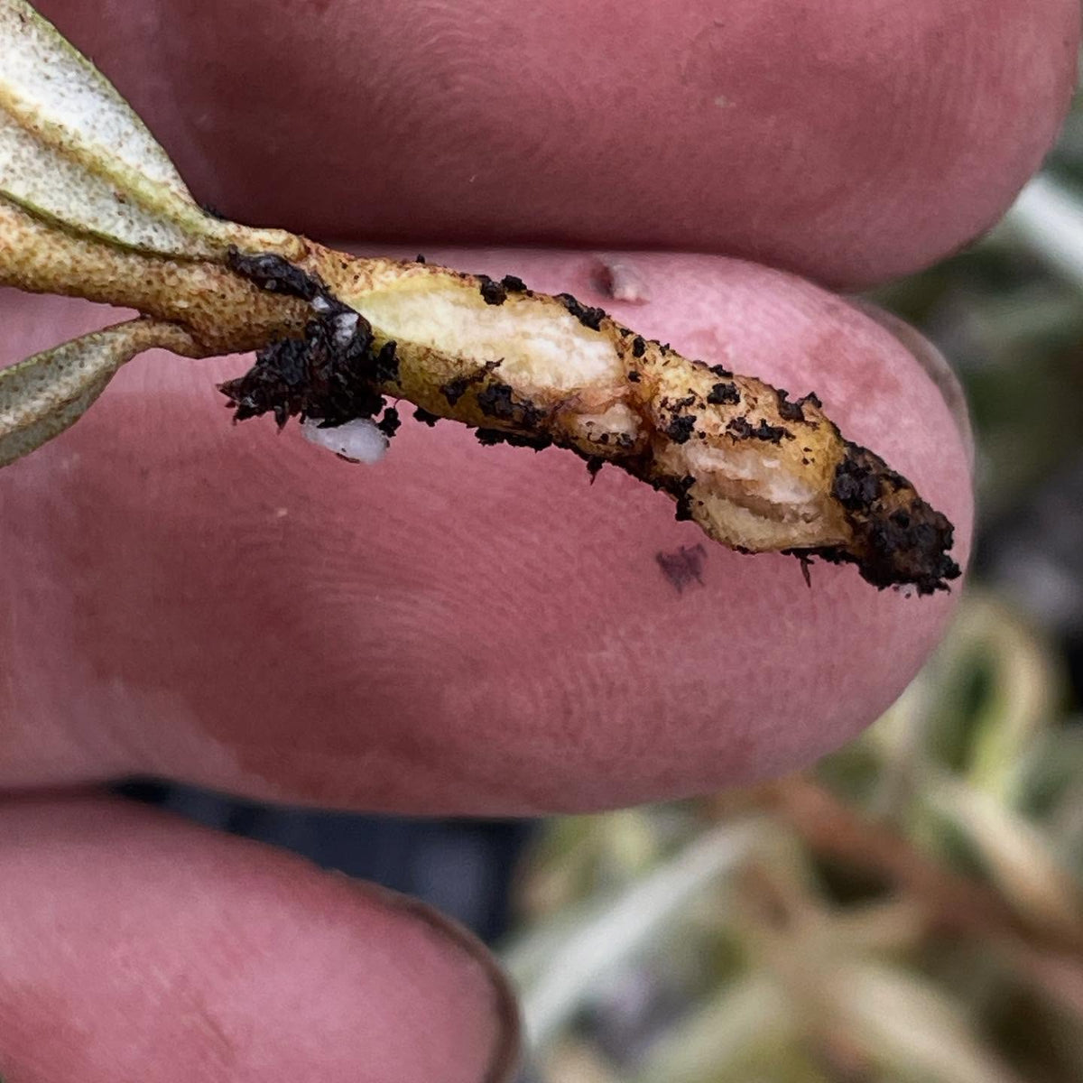 sea buckthorn softwood starting to callous after 10 days, image 1 of 3