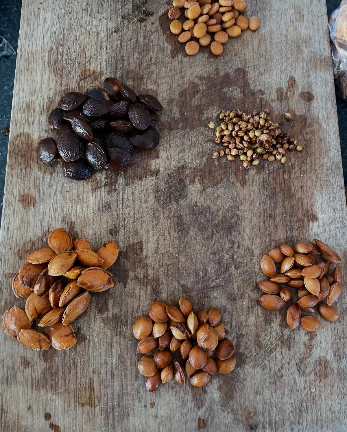 seed starting with a selection of prunus, image 2 of 9