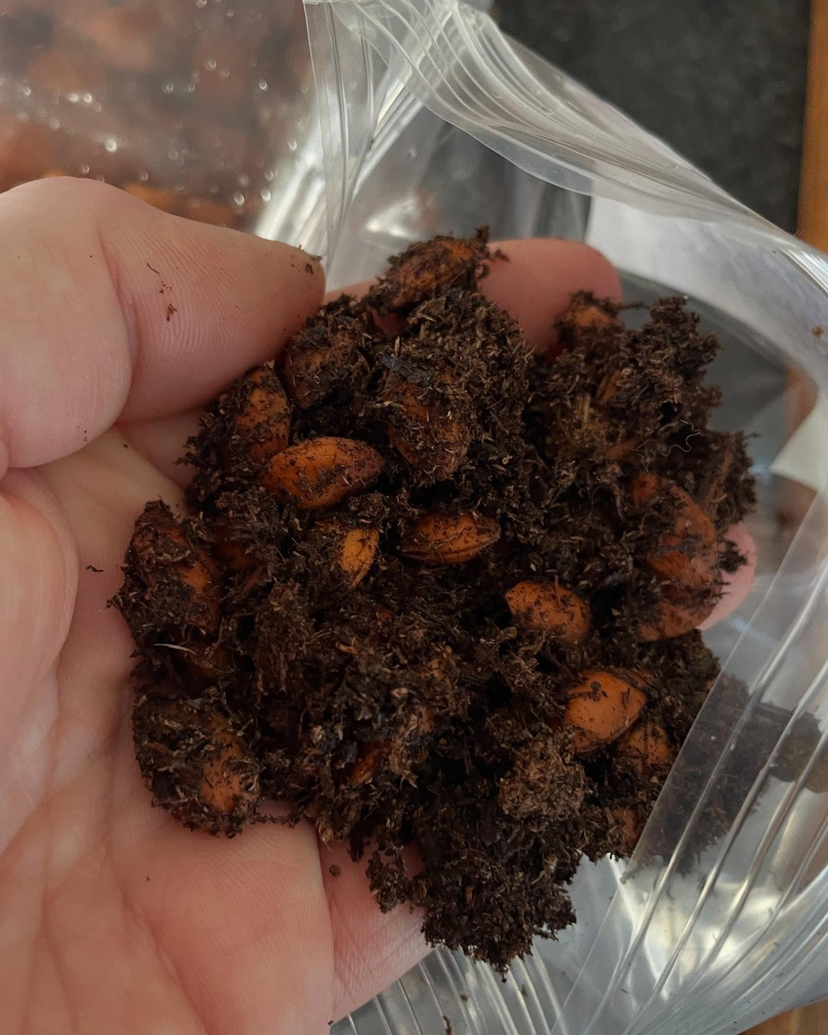seed starting with a selection of prunus, image 4 of 9