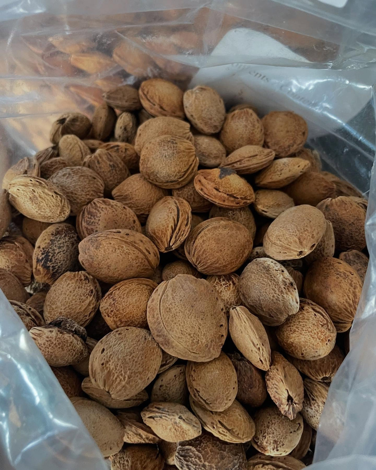 seed starting with a selection of prunus, image 5 of 9