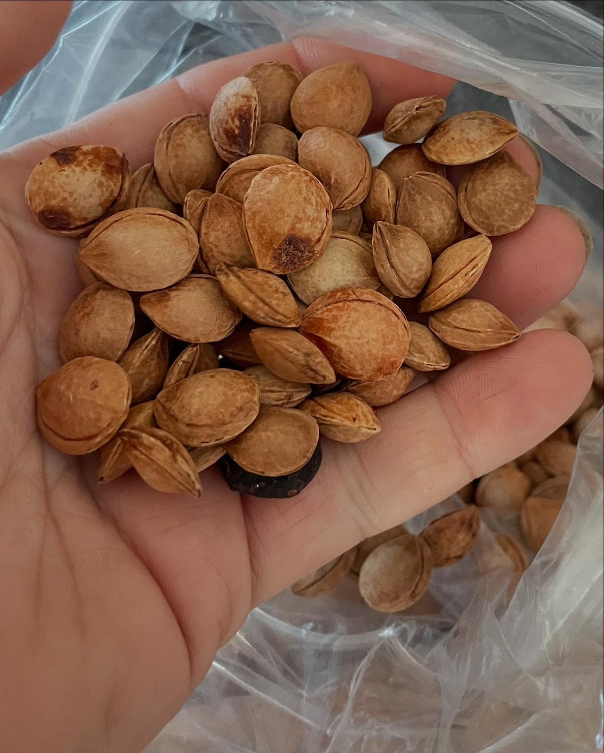 seed starting with a selection of prunus, image 7 of 9