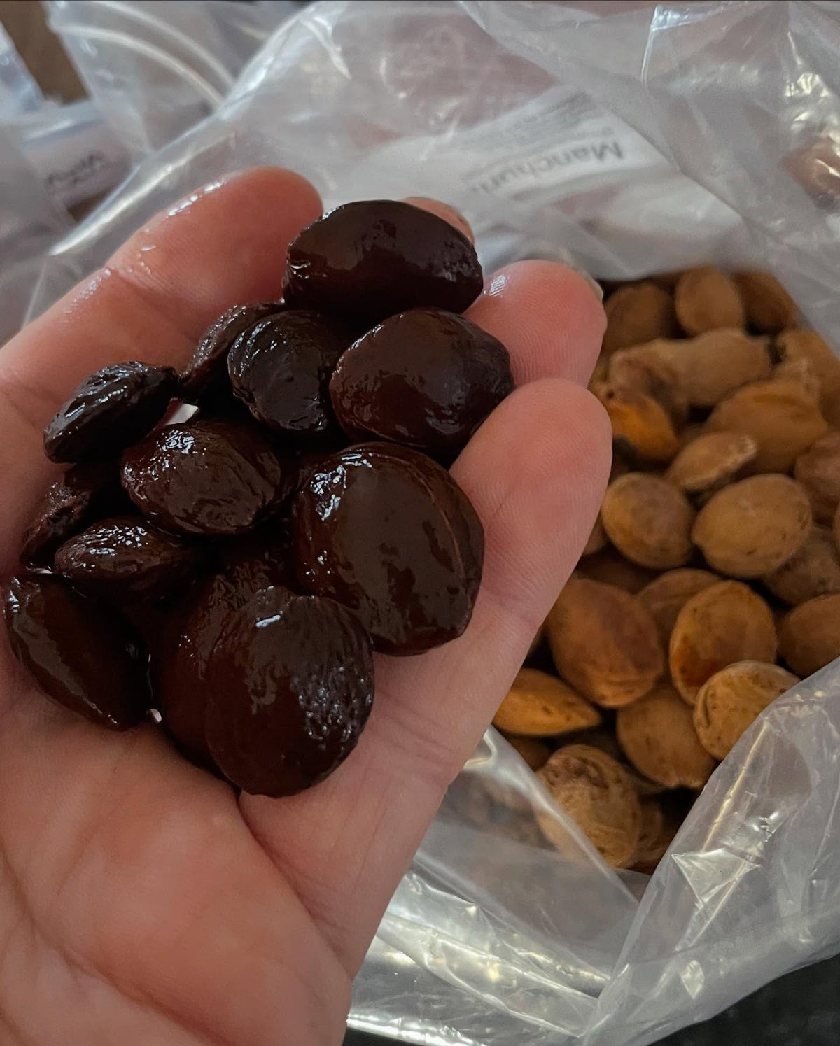 seed starting with a selection of prunus, image 8 of 9