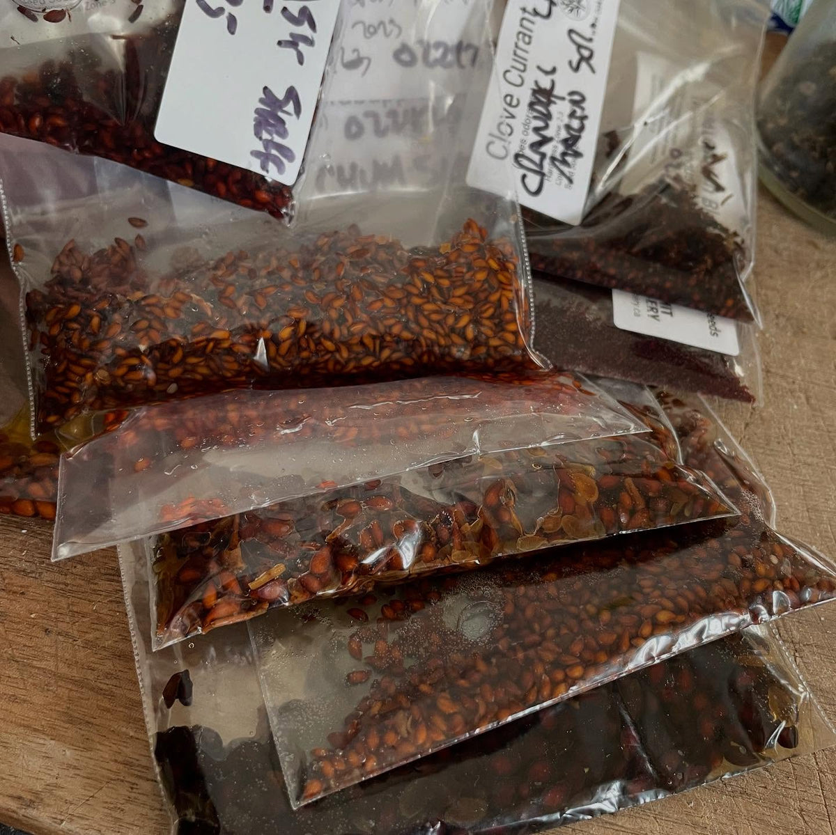 seed stratification, here's how I do it, image 1 of 6