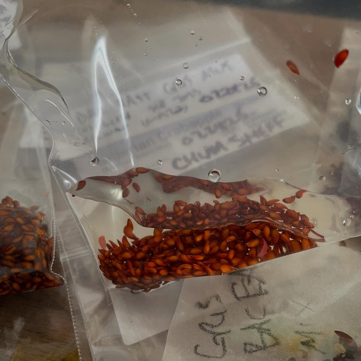 seed stratification, here's how I do it, image 2 of 6