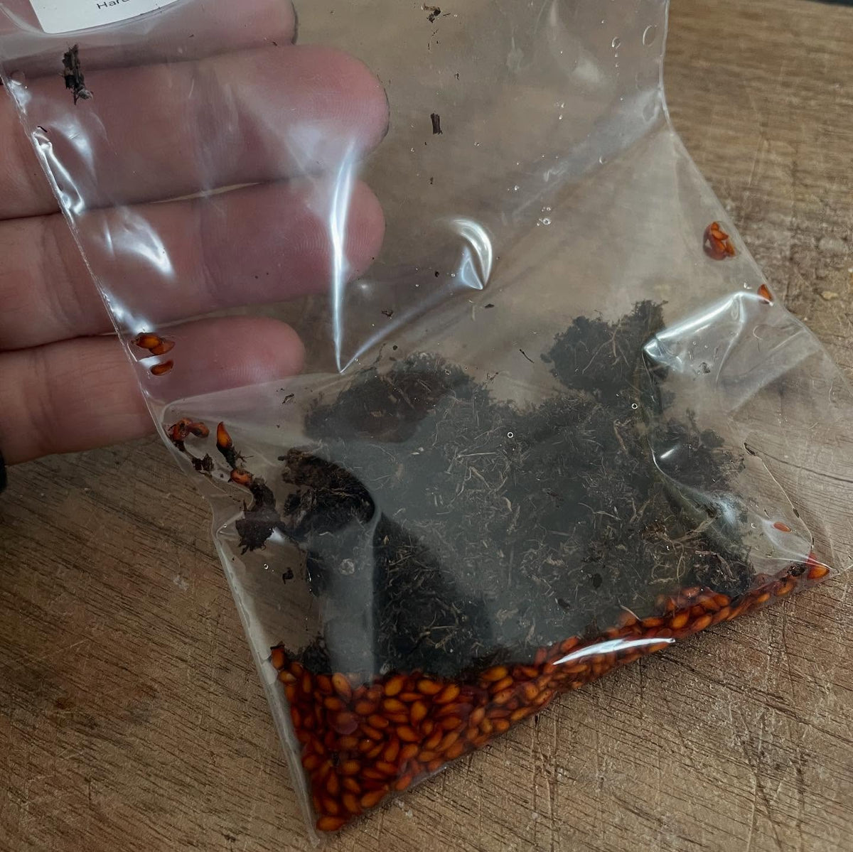 seed stratification, here's how I do it, image 3 of 6