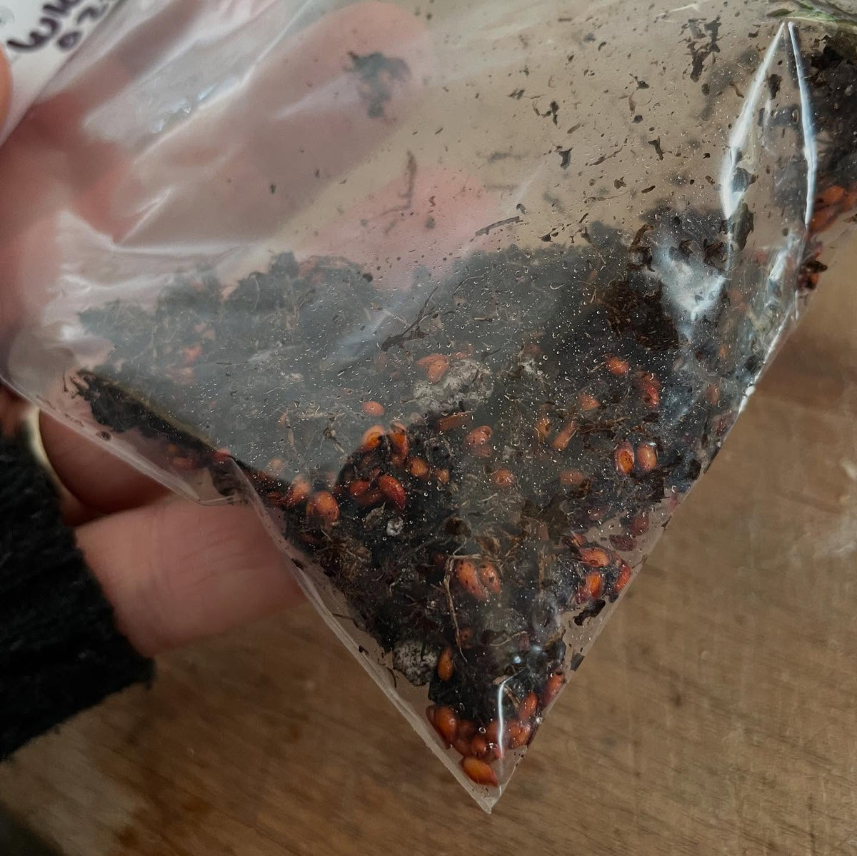 seed stratification, here's how I do it, image 4 of 6