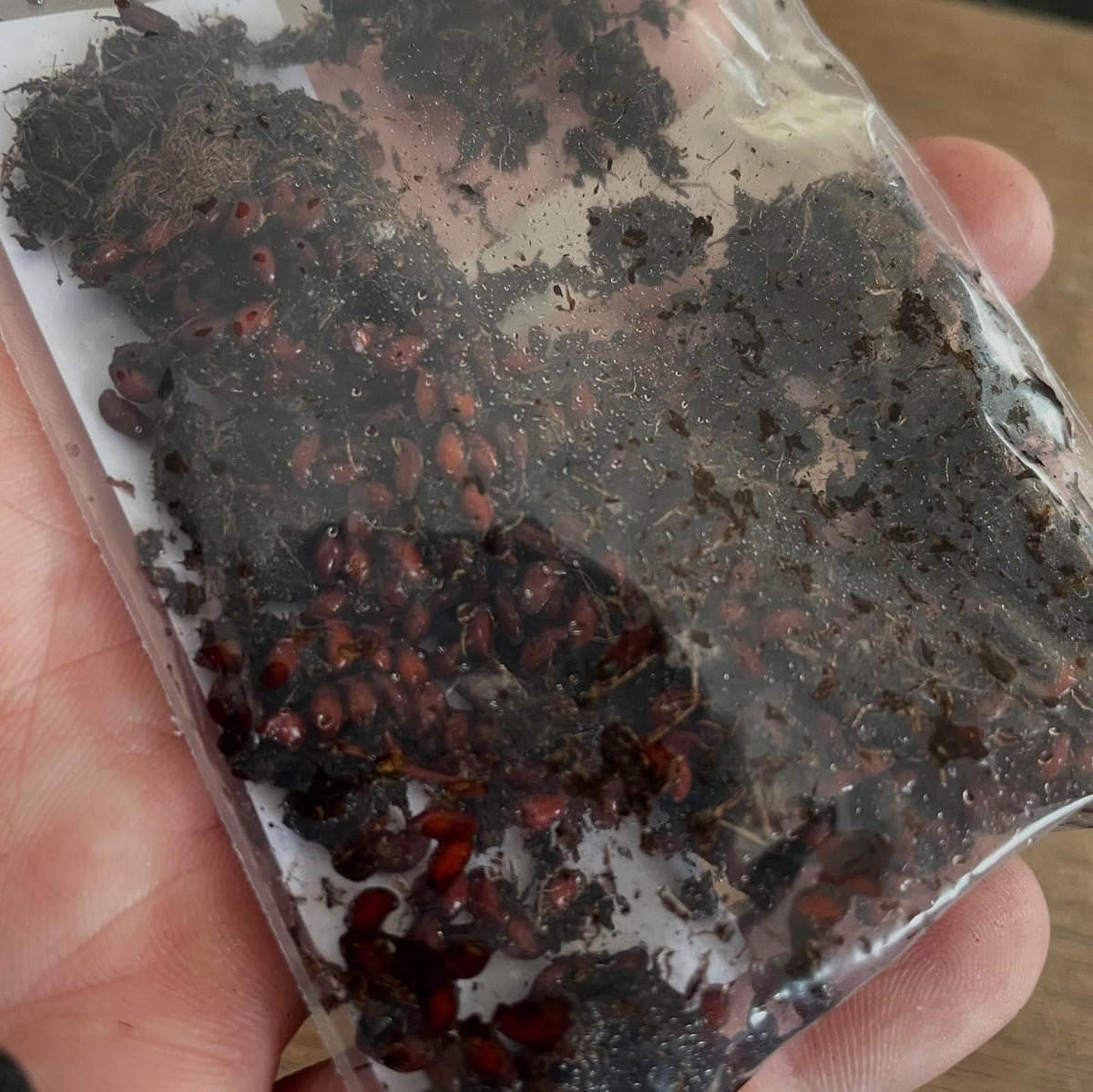seed stratification, here's how I do it, image 5 of 6