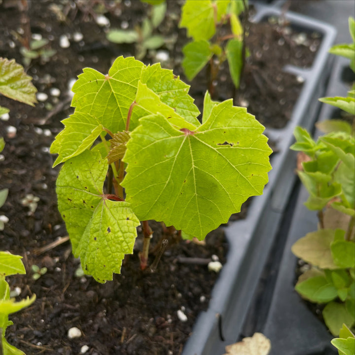 seedling grapes, these ones are from Brianna which is a cold hardy green table grape, image 1 of 3