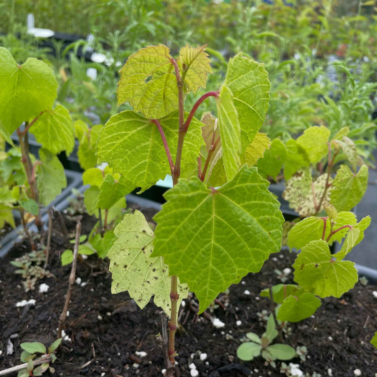 seedling grapes, these ones are from Brianna which is a cold hardy green table grape, image 2 of 3