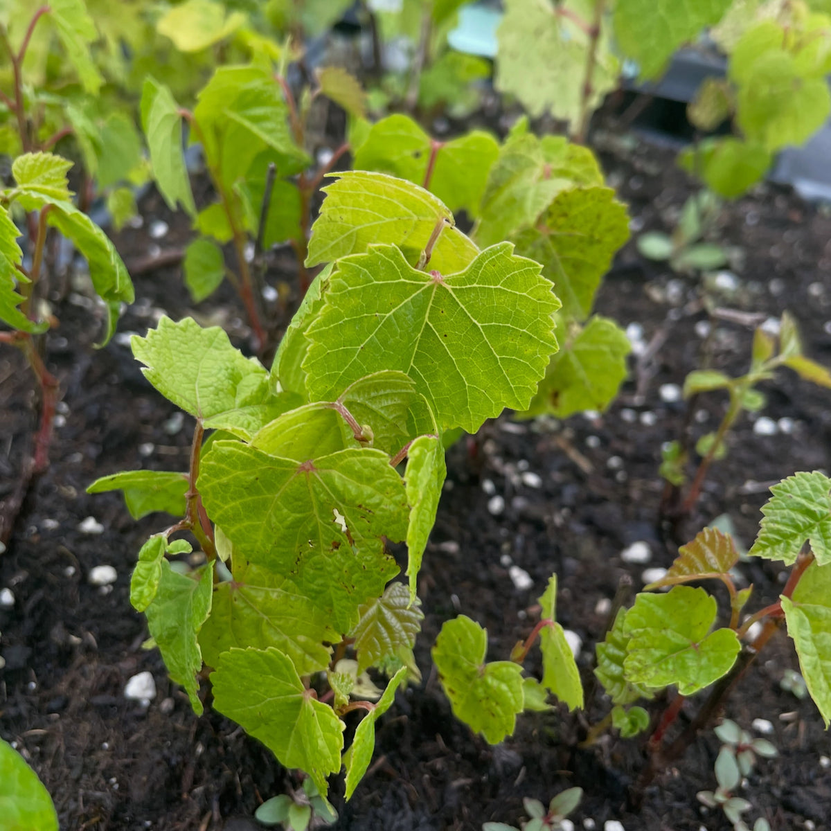 seedling grapes, these ones are from Brianna which is a cold hardy green table grape, image 3 of 3