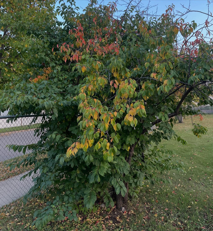seedling plum tree I've named sokol, after the location, image 1 of 2