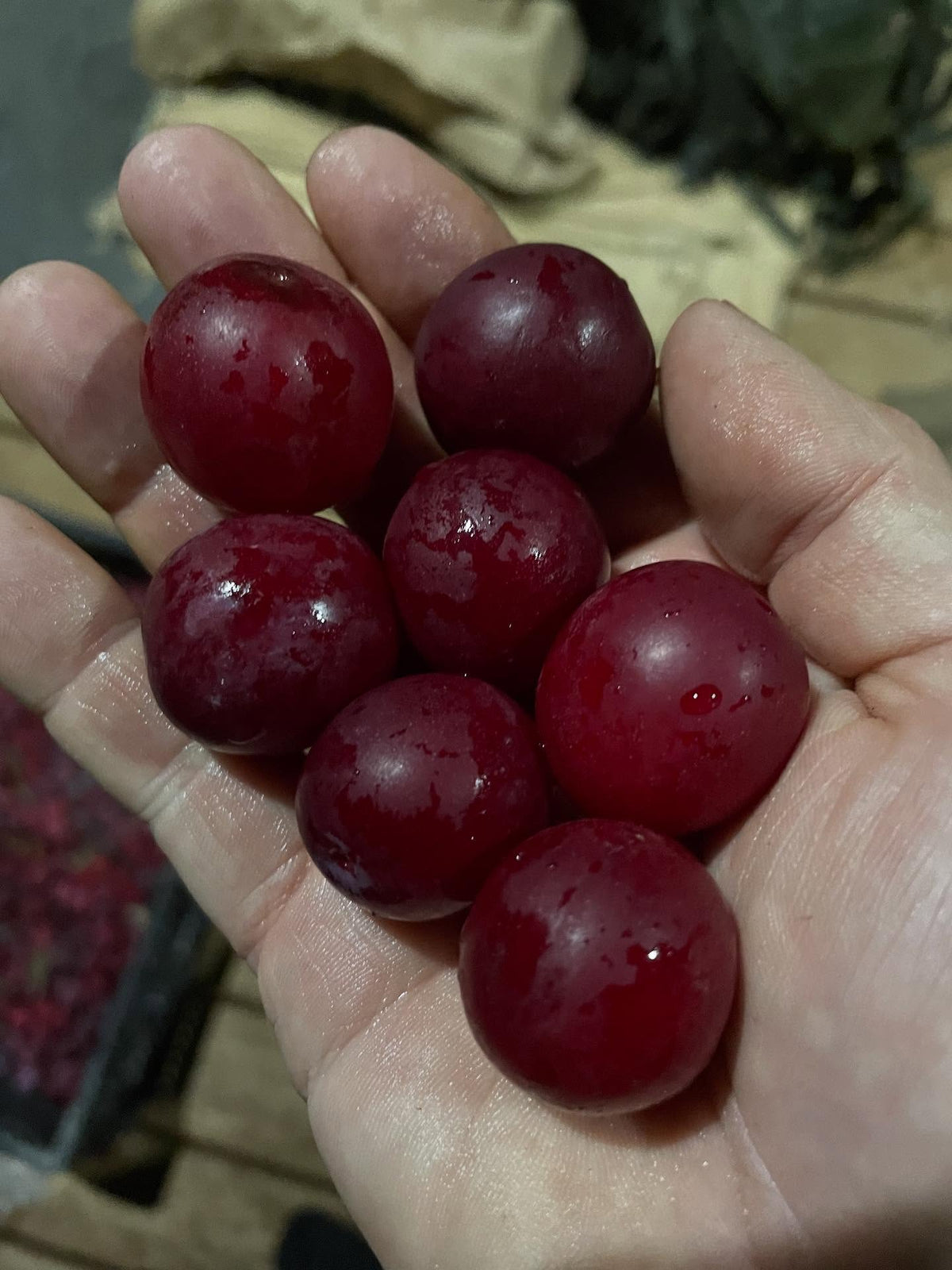 seedling plums