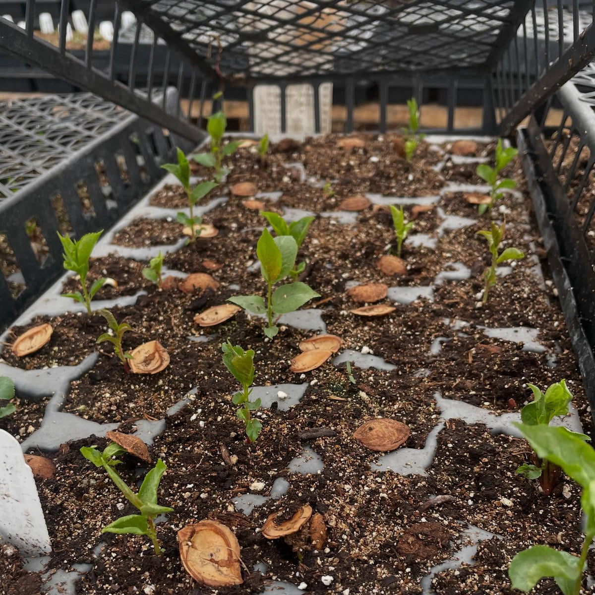 seedling plums coming up