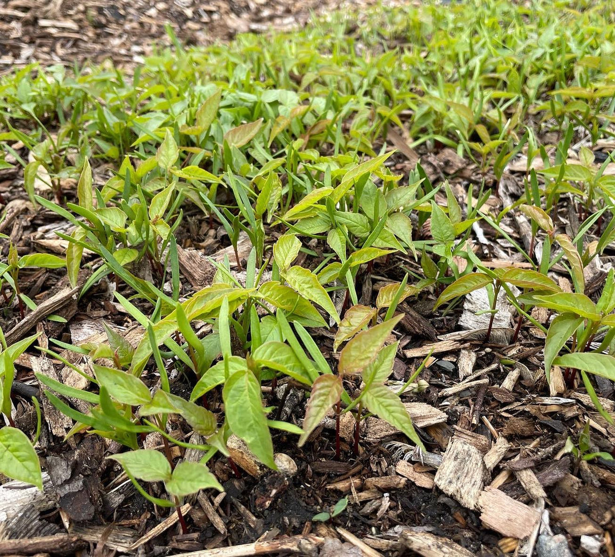 Seedlings (in order) Boxelder, Silver Buffalo Berry, Pear, Mountain Ash, image 1 of 4