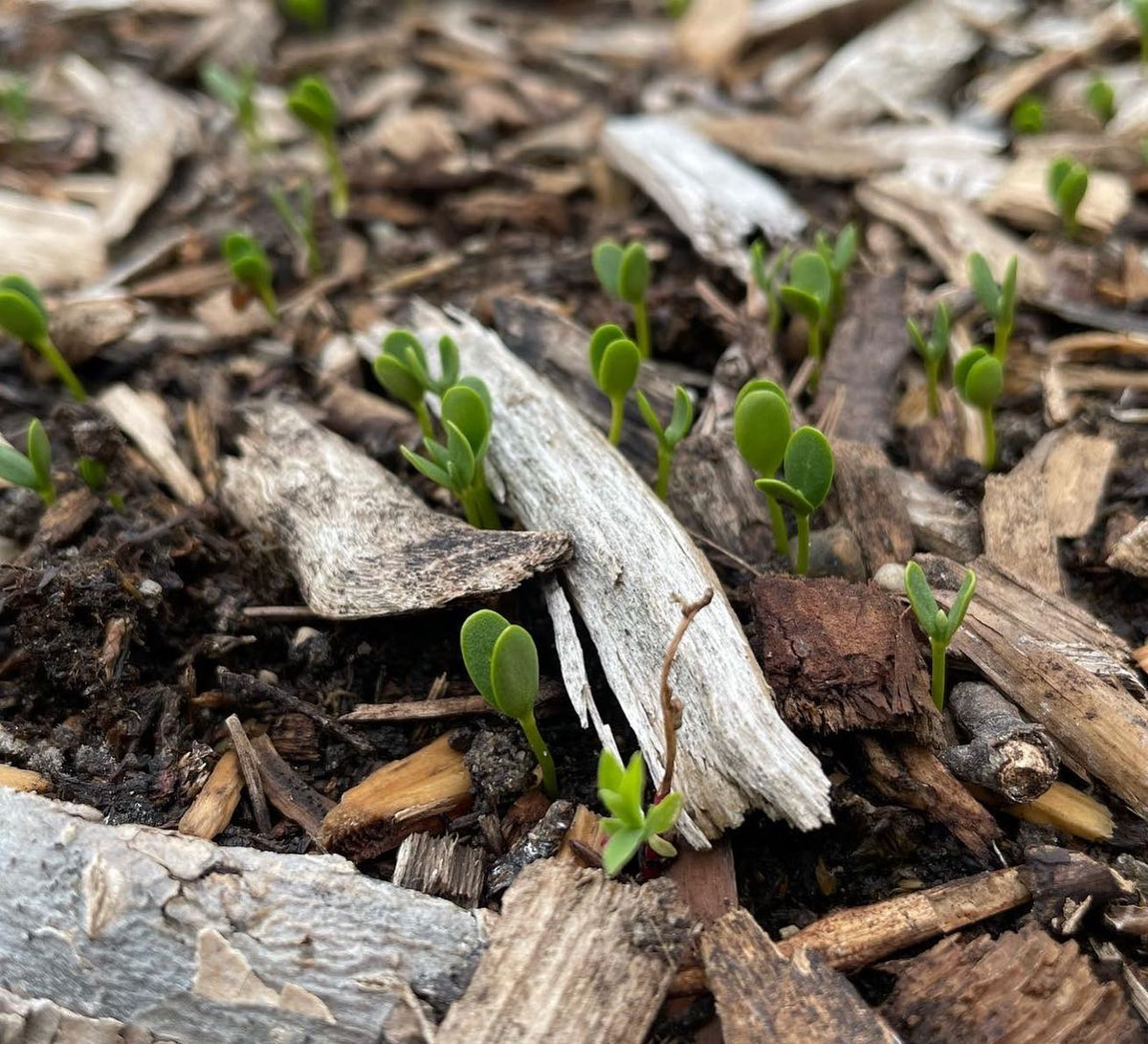 Seedlings (in order) Boxelder, Silver Buffalo Berry, Pear, Mountain Ash, image 2 of 4