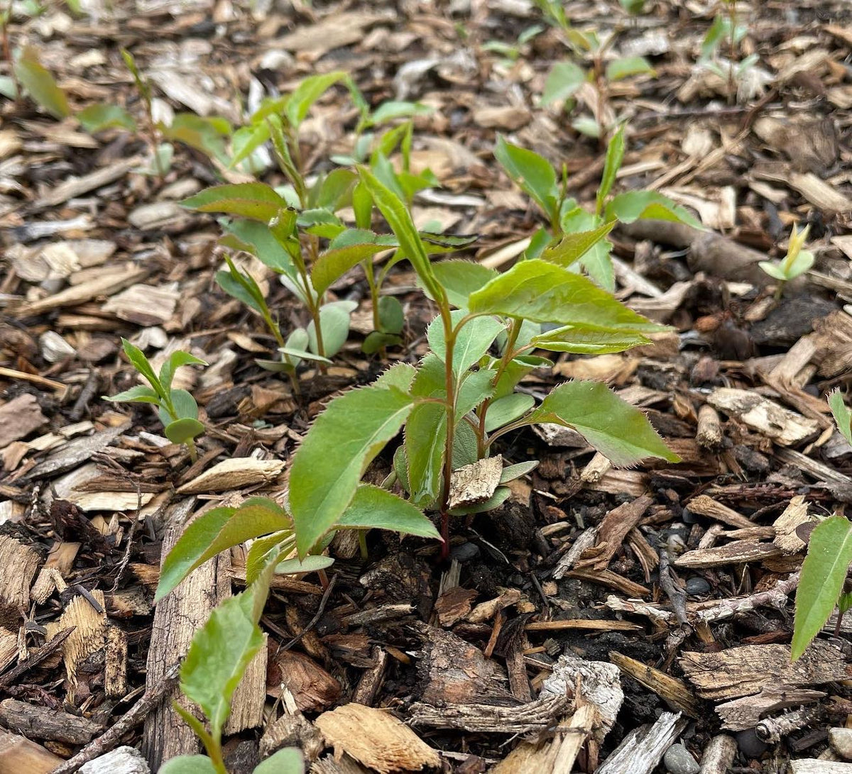 Seedlings (in order) Boxelder, Silver Buffalo Berry, Pear, Mountain Ash, image 3 of 4
