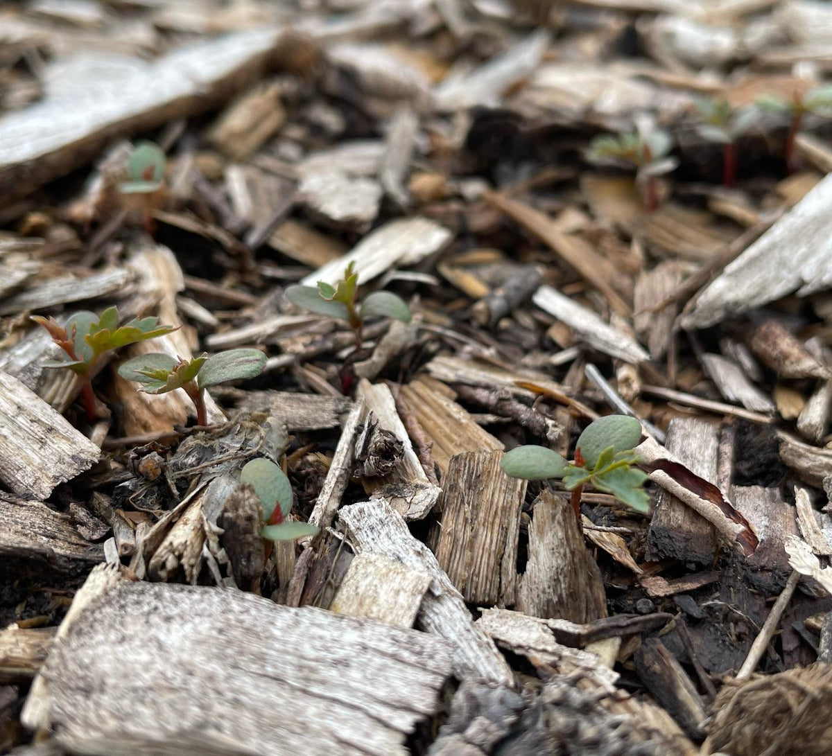Seedlings (in order) Boxelder, Silver Buffalo Berry, Pear, Mountain Ash, image 4 of 4