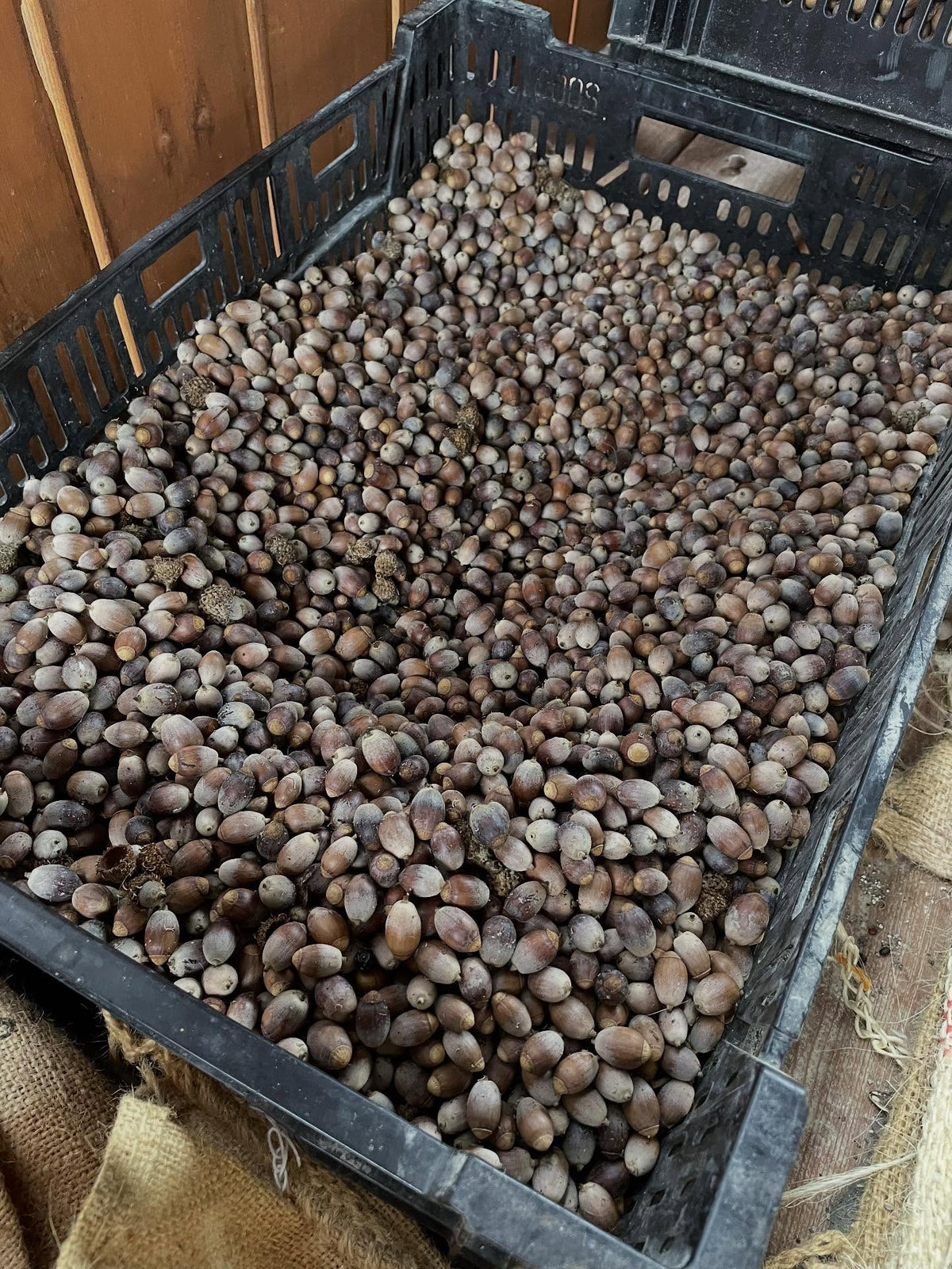 seeds drying, processing, image 1 of 8
