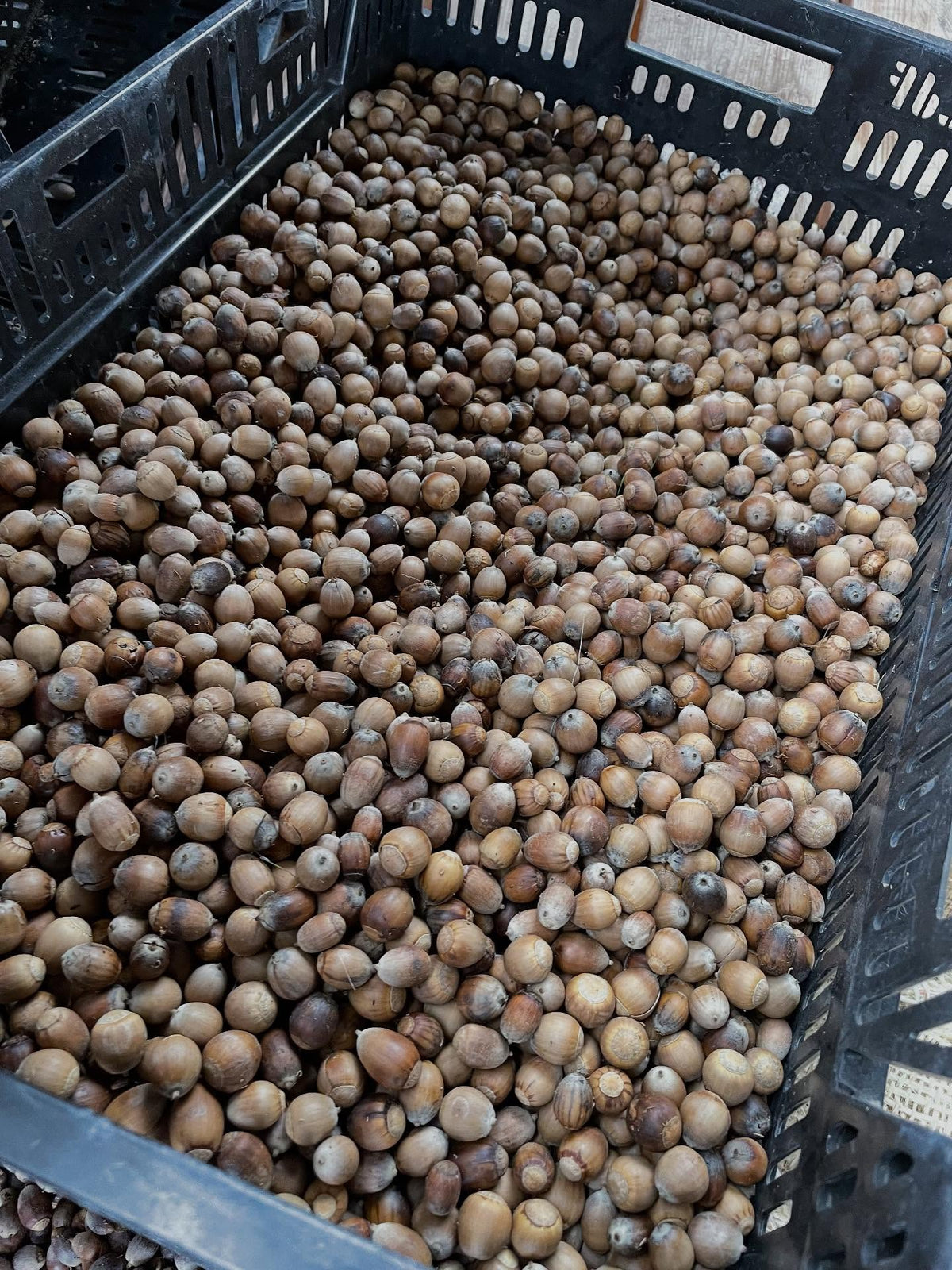 seeds drying, processing, image 2 of 8