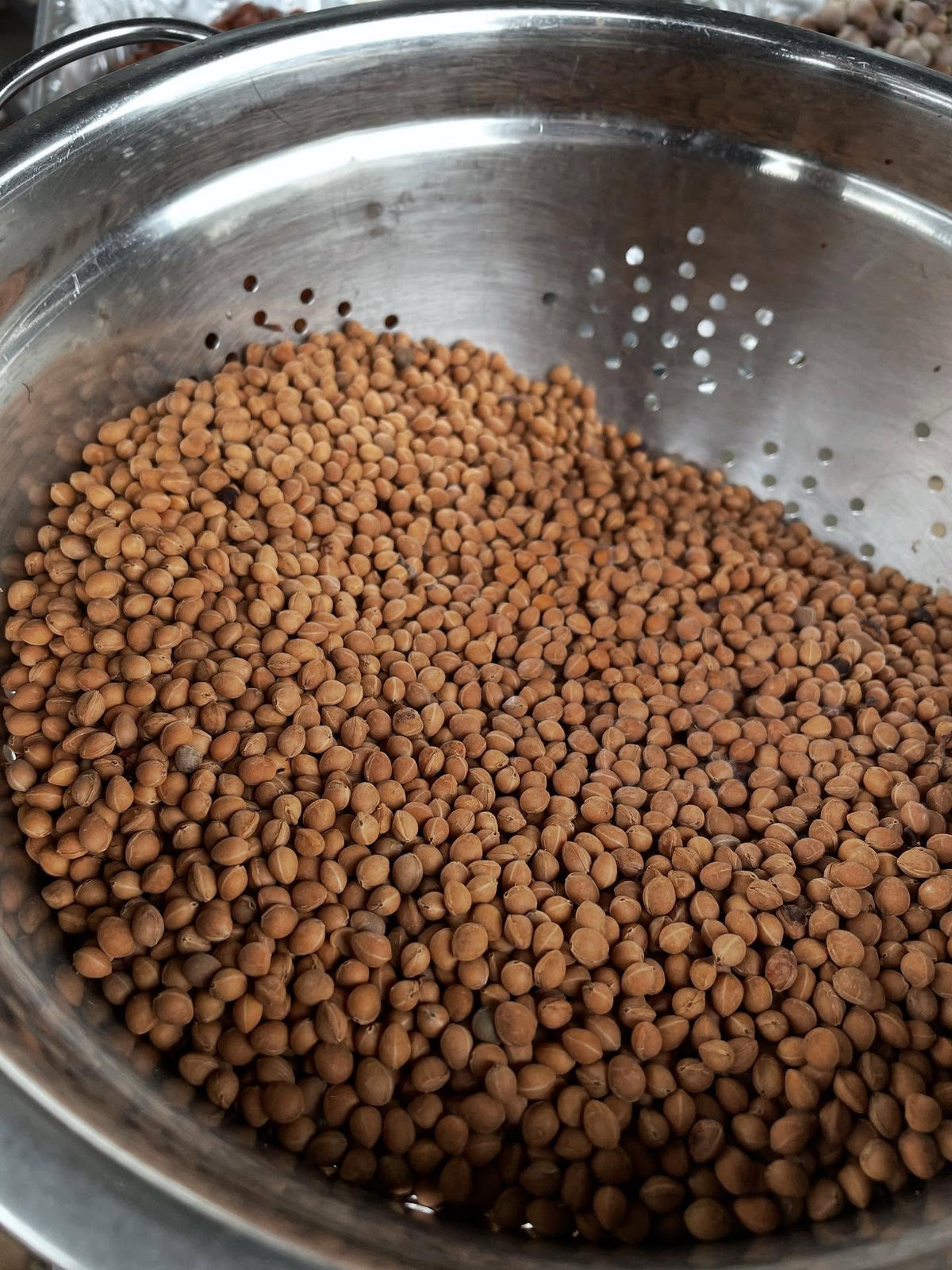 seeds drying, processing, image 5 of 8