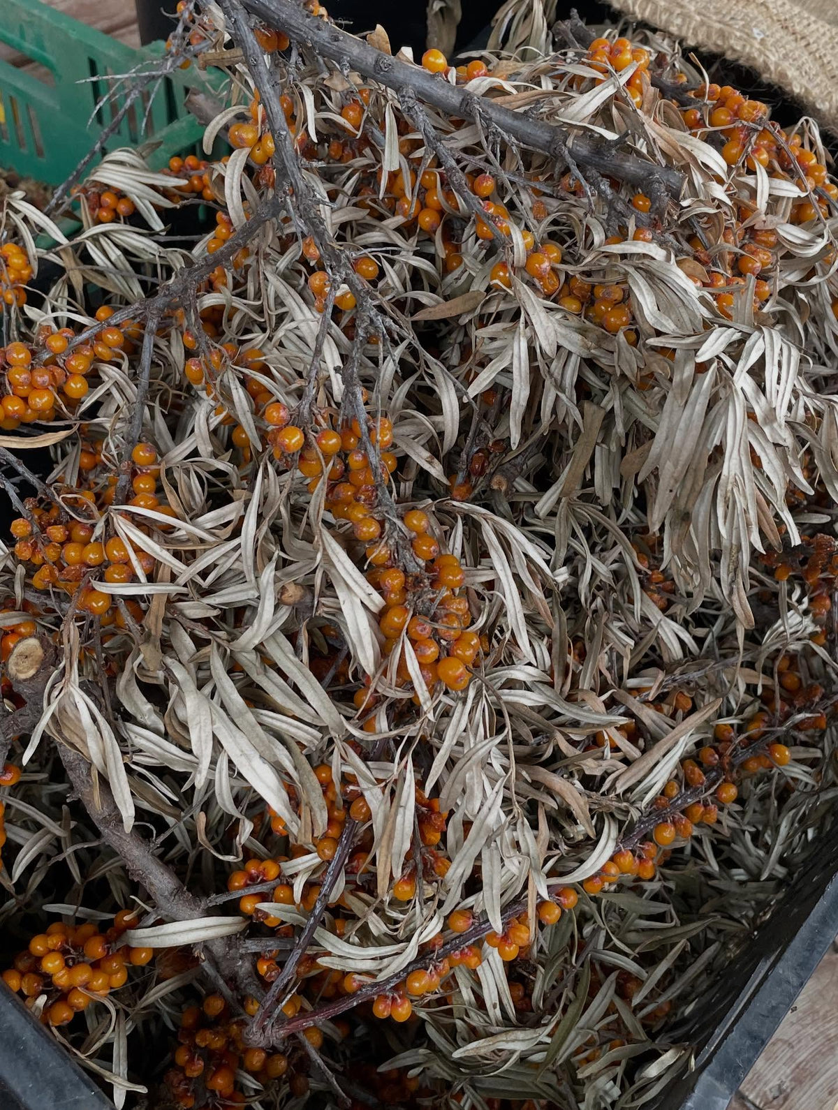 seeds drying, processing, image 7 of 8