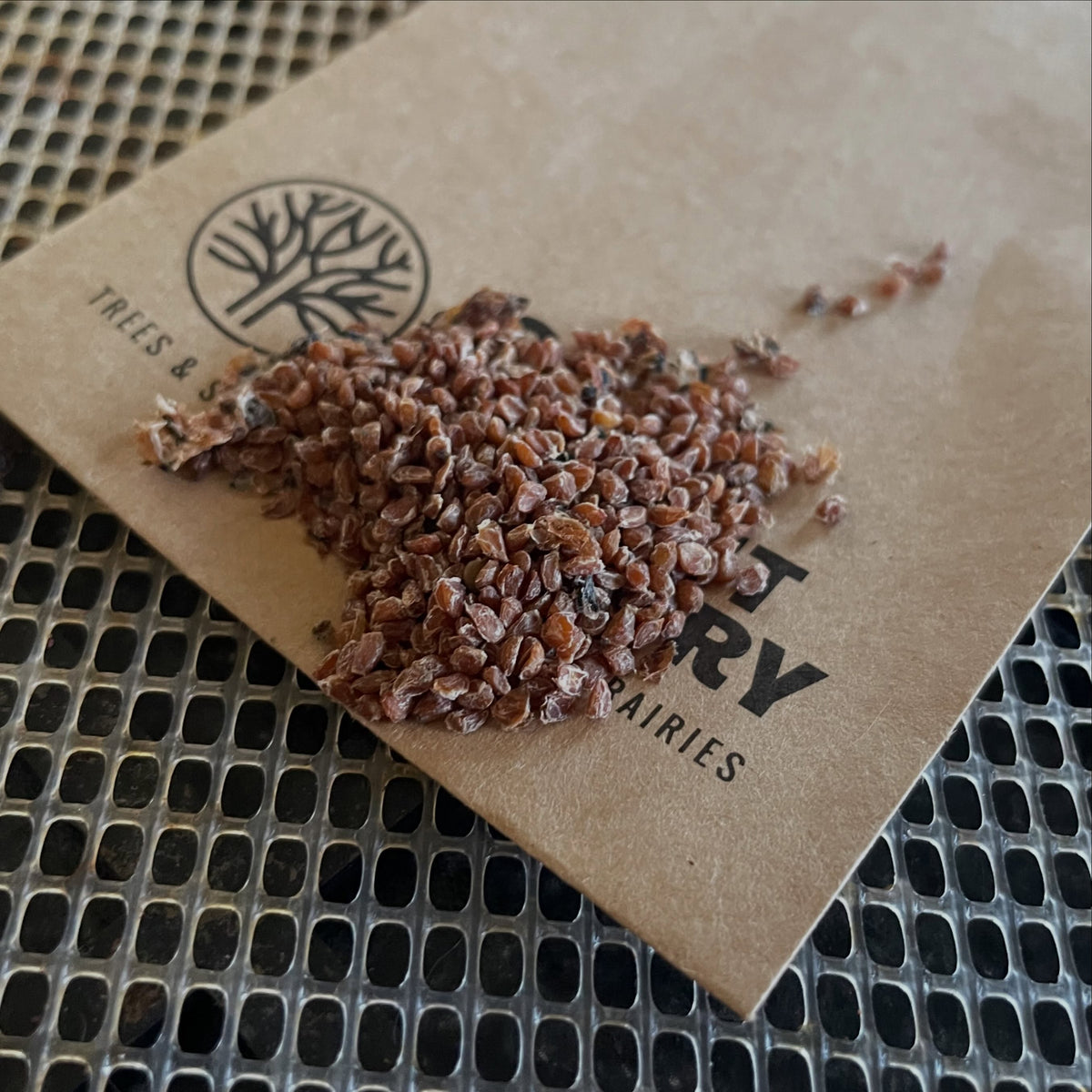 Cleaned reddish-brown currant seeds piled on an Oak Summit Nursery seed packet over a dehydrator tray.