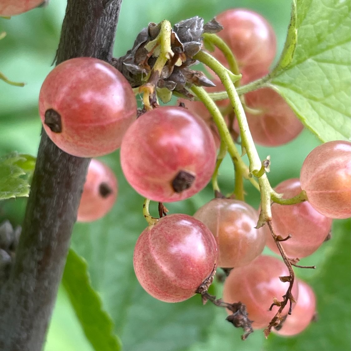 Translucent pink currants hanging in a cluster beside a dark woody stem and green leaves.