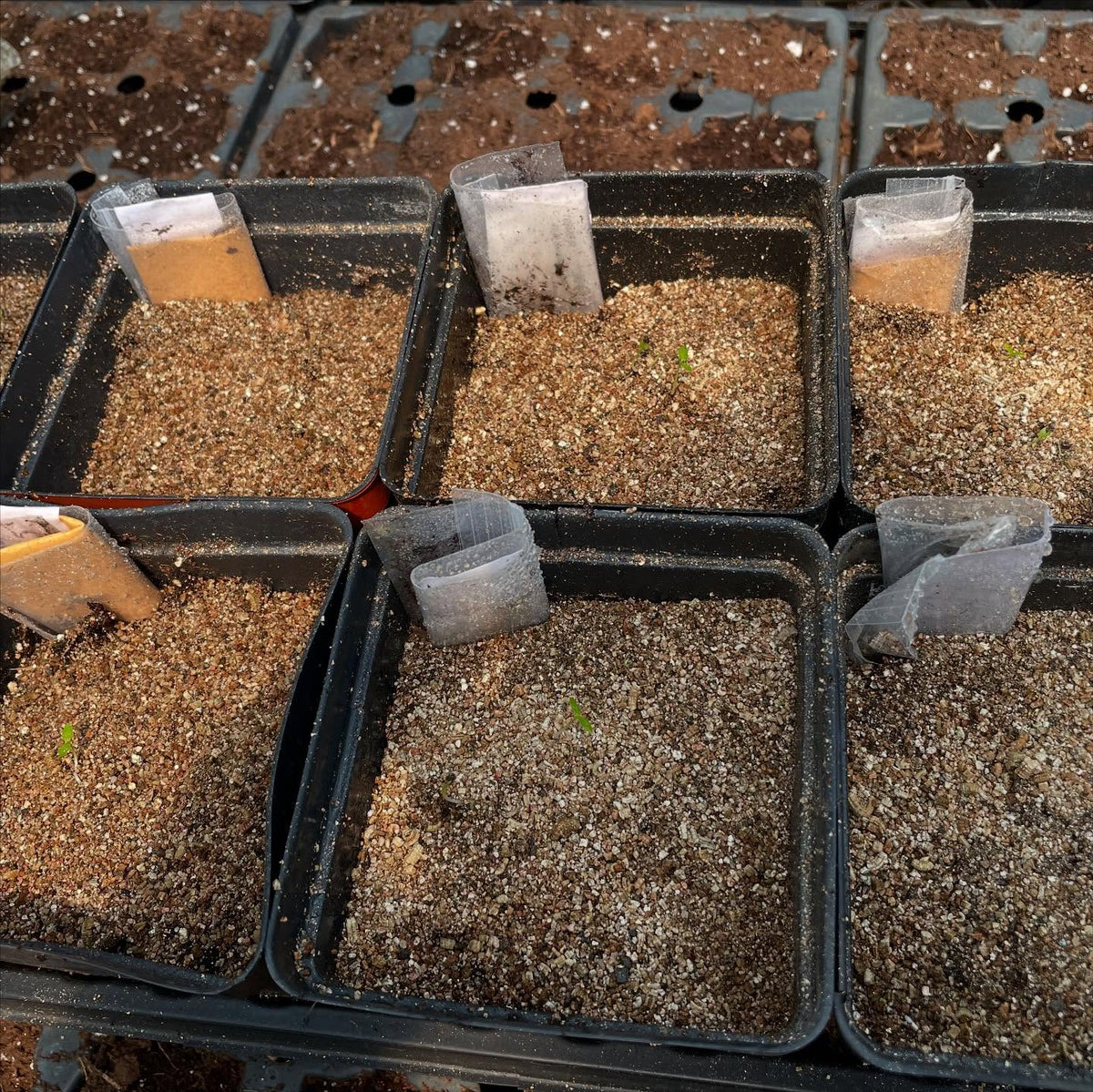 seeds from the usda National Clonal Germplasm Repository (COR), approved my request for a few native currant, image 1 of 8
