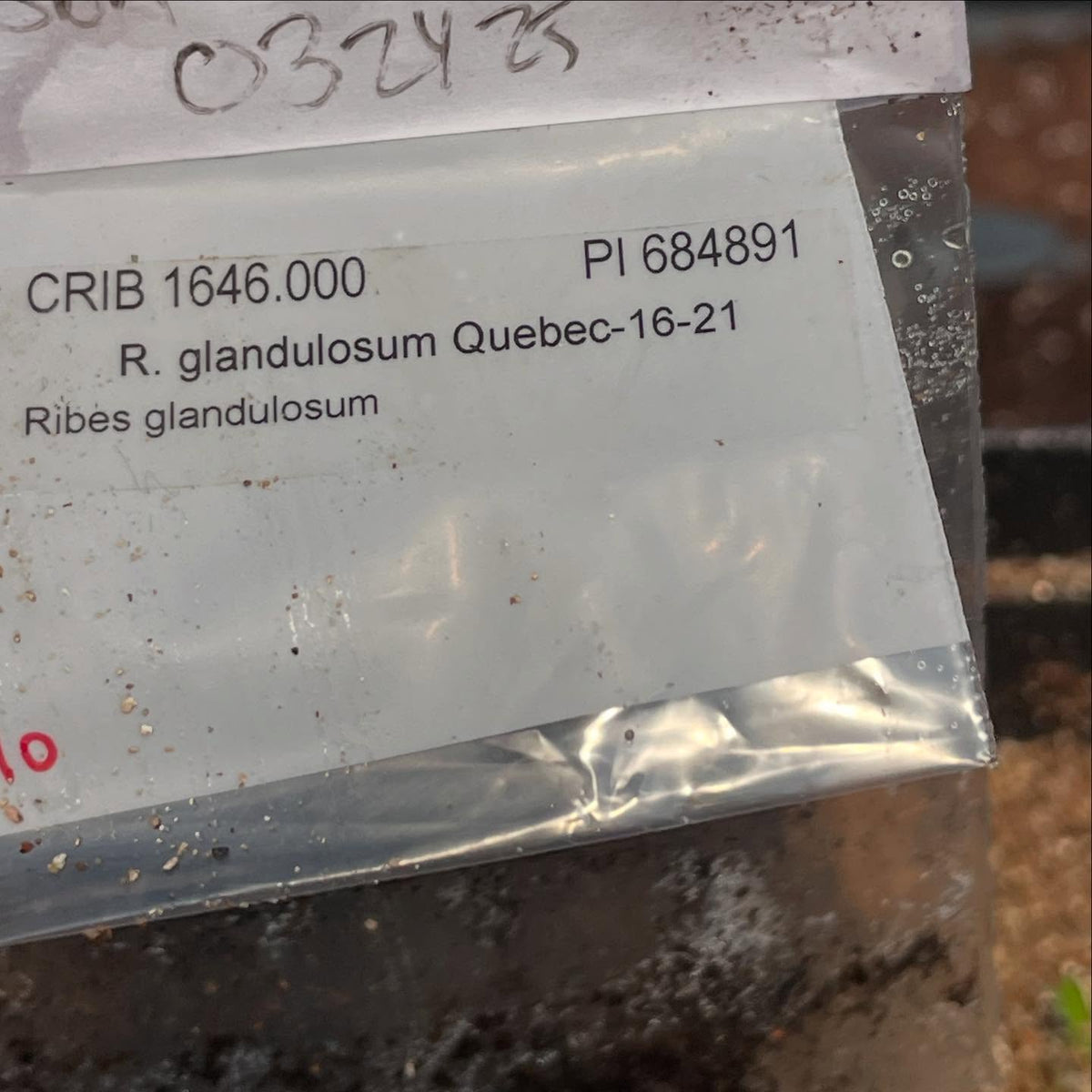 seeds from the usda National Clonal Germplasm Repository (COR), approved my request for a few native currant, image 2 of 8