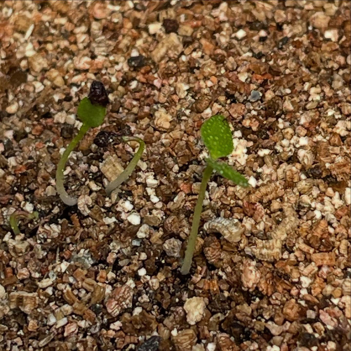 seeds from the usda National Clonal Germplasm Repository (COR), approved my request for a few native currant, image 3 of 8
