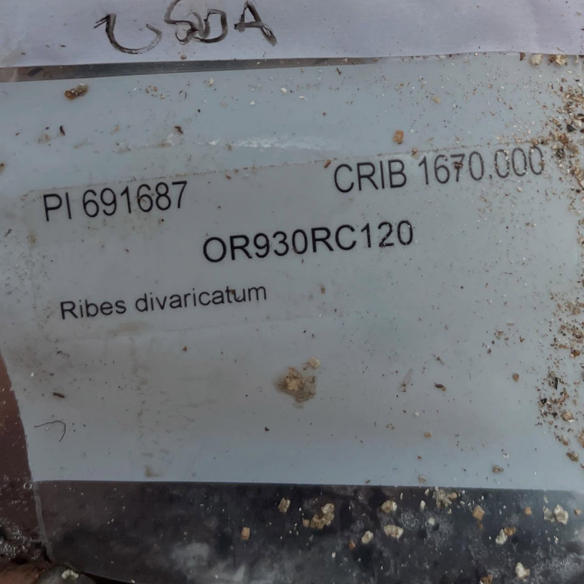 seeds from the usda National Clonal Germplasm Repository (COR), approved my request for a few native currant, image 4 of 8