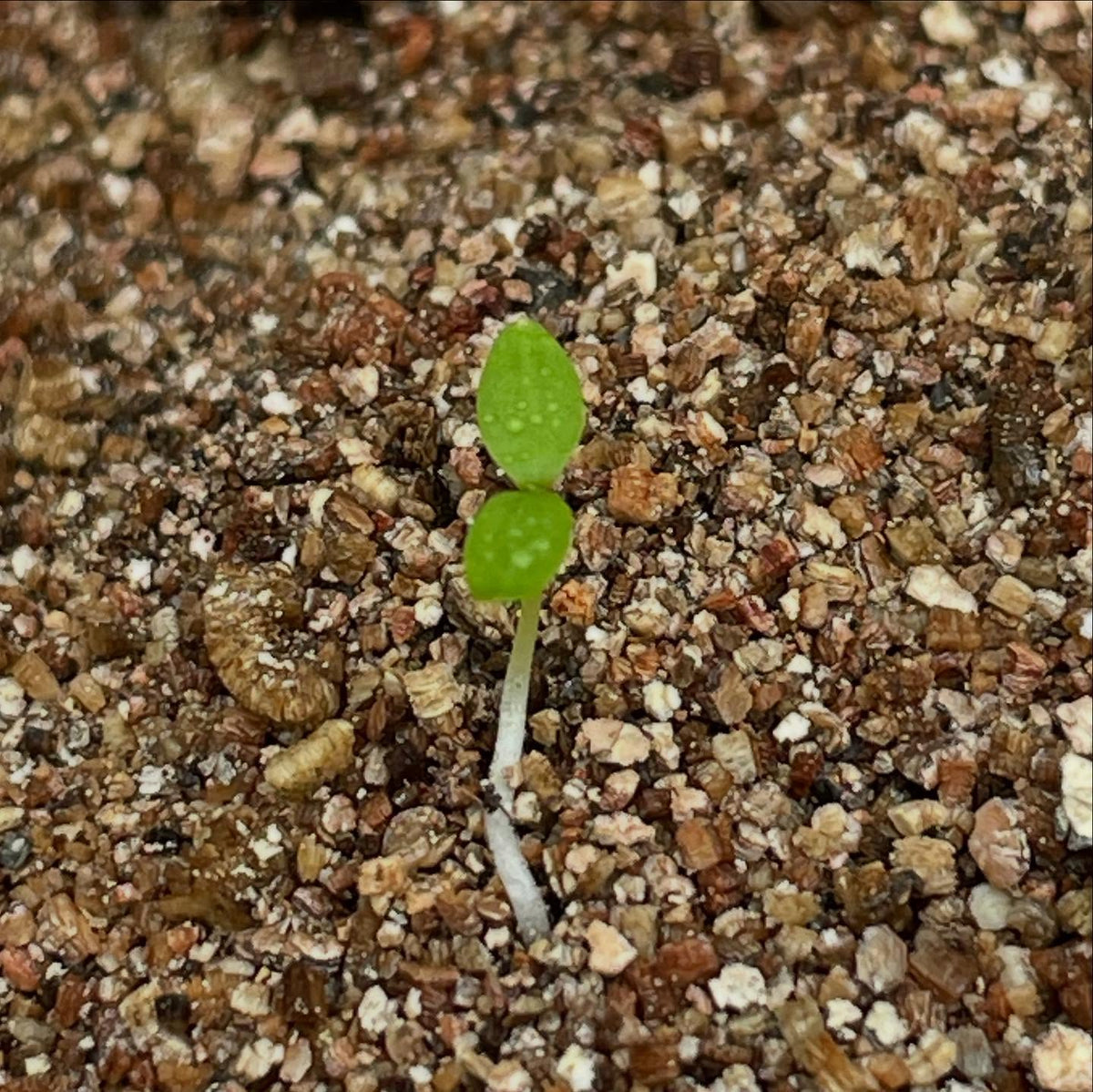 seeds from the usda National Clonal Germplasm Repository (COR), approved my request for a few native currant, image 5 of 8