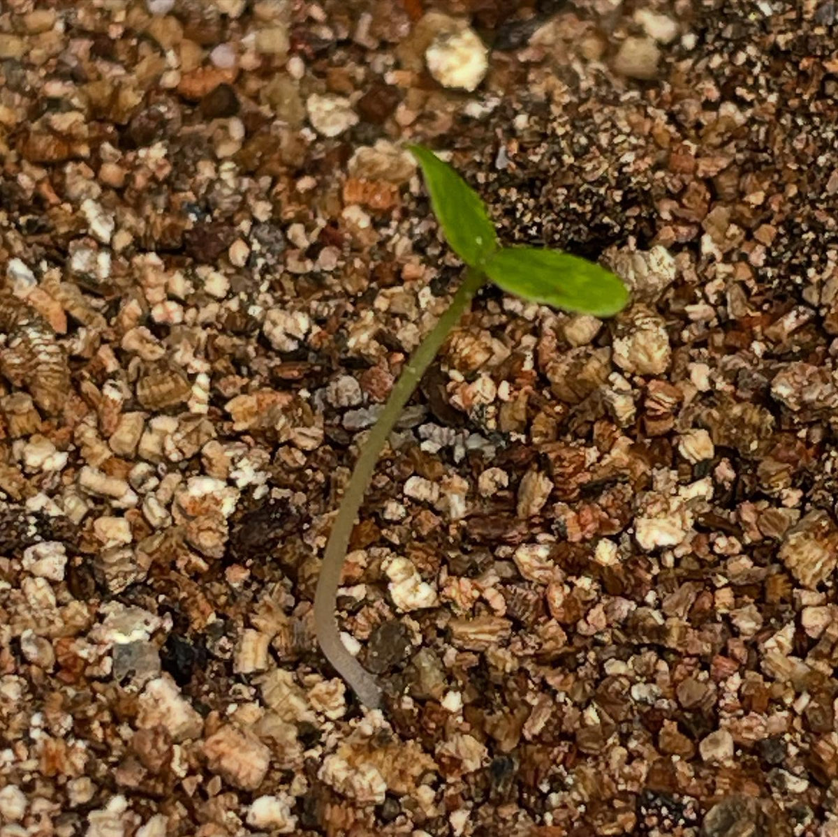 seeds from the usda National Clonal Germplasm Repository (COR), approved my request for a few native currant, image 7 of 8