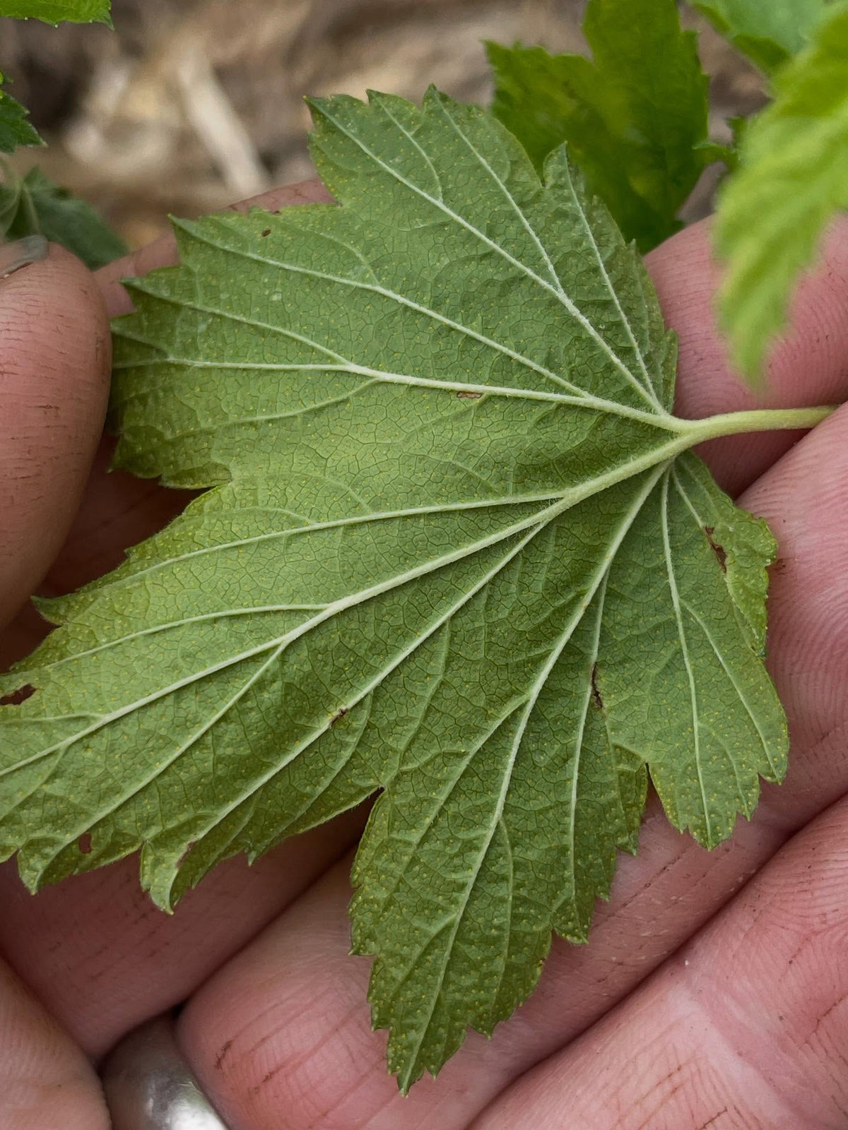 seems these leaves aren't abaxially pubescent, image 2 of 2