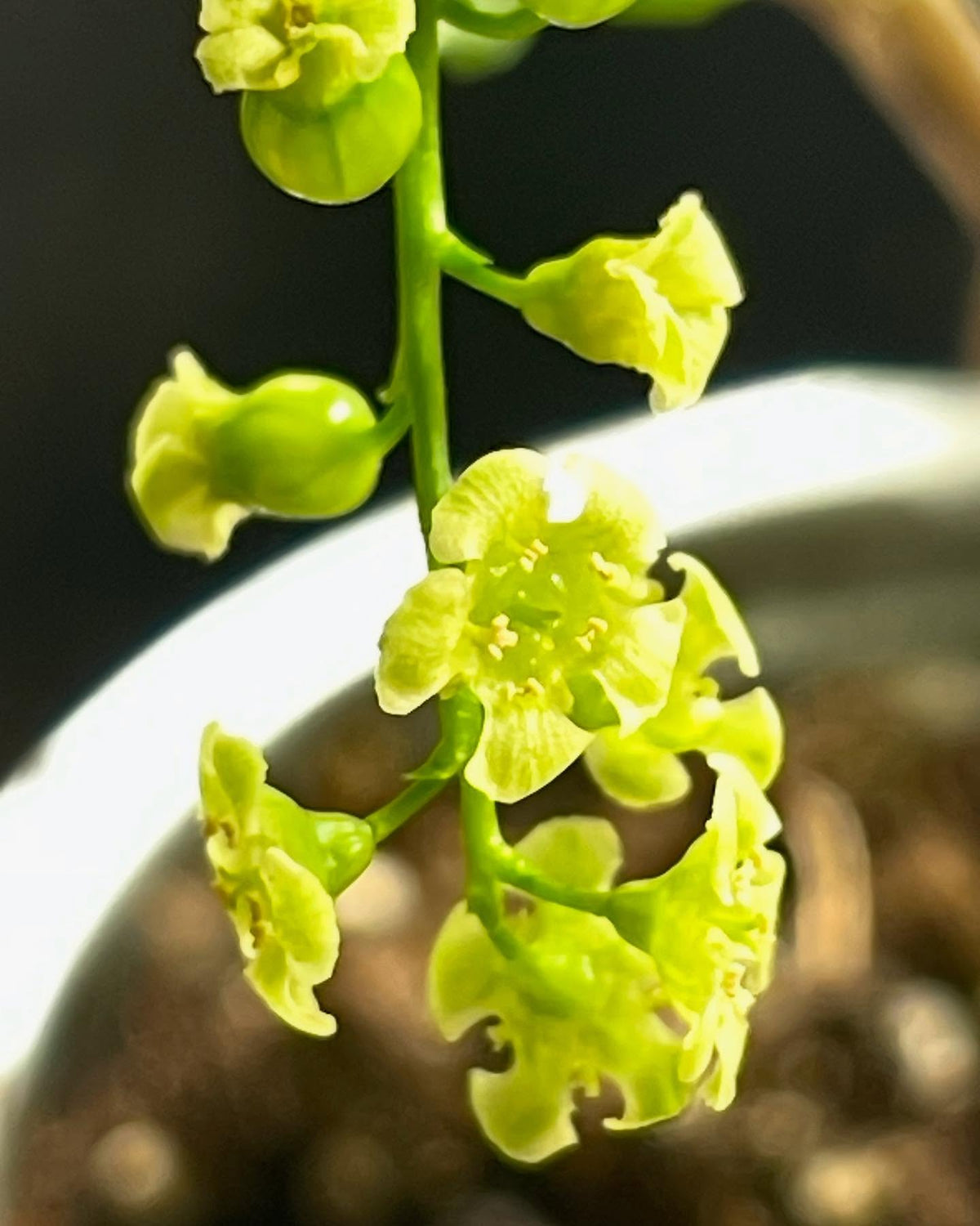 self pollinating, white currants on this small plant set some fruit after just a few weeks from breaking dormancy under, image 2 of 4