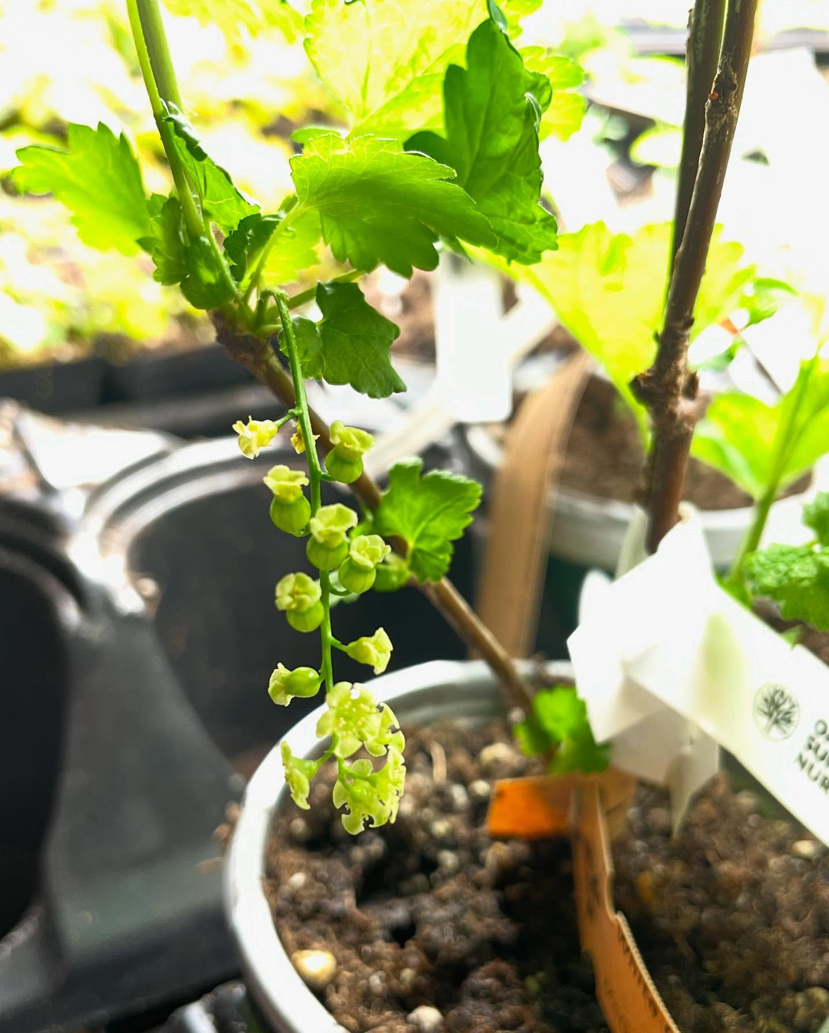 self pollinating, white currants on this small plant set some fruit after just a few weeks from breaking dormancy under, image 3 of 4