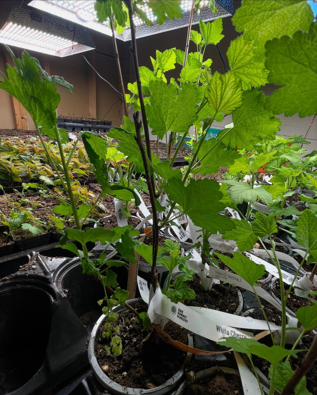 self pollinating, white currants on this small plant set some fruit after just a few weeks from breaking dormancy under, image 4 of 4