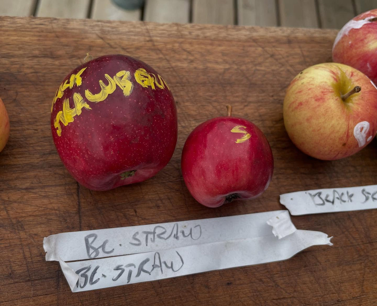 september ruby apple crosses, image 2 of 7